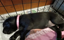 Labrador Retriever dogs for sale: Labrador Puppies  - Image 12