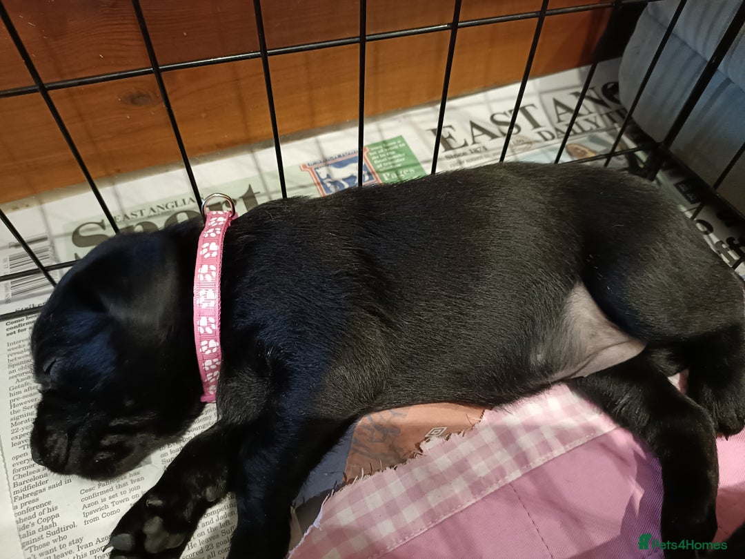 Labrador Retriever dogs for sale: Labrador Puppies  - Image 12