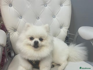 Pomeranian dogs Boy Pomeranian For Stud - Advert 1