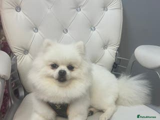 Pomeranian dogs Boy Pomeranian For Stud - Advert 5