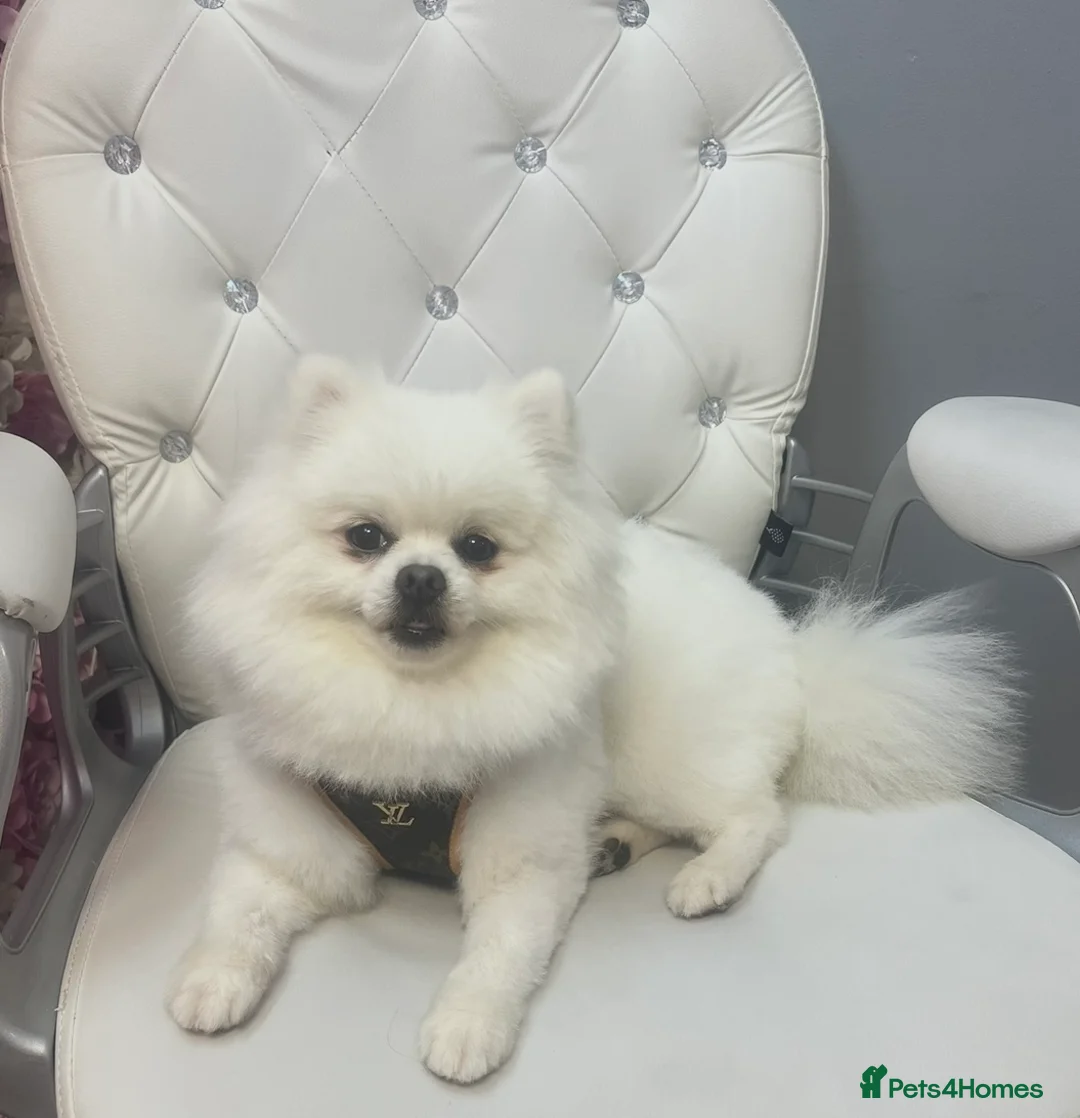 Pomeranian dogs for stud: Boy Pomeranian For Stud - Advert 1