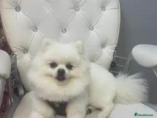 Pomeranian dogs Boy Pomeranian For Stud - Advert 14