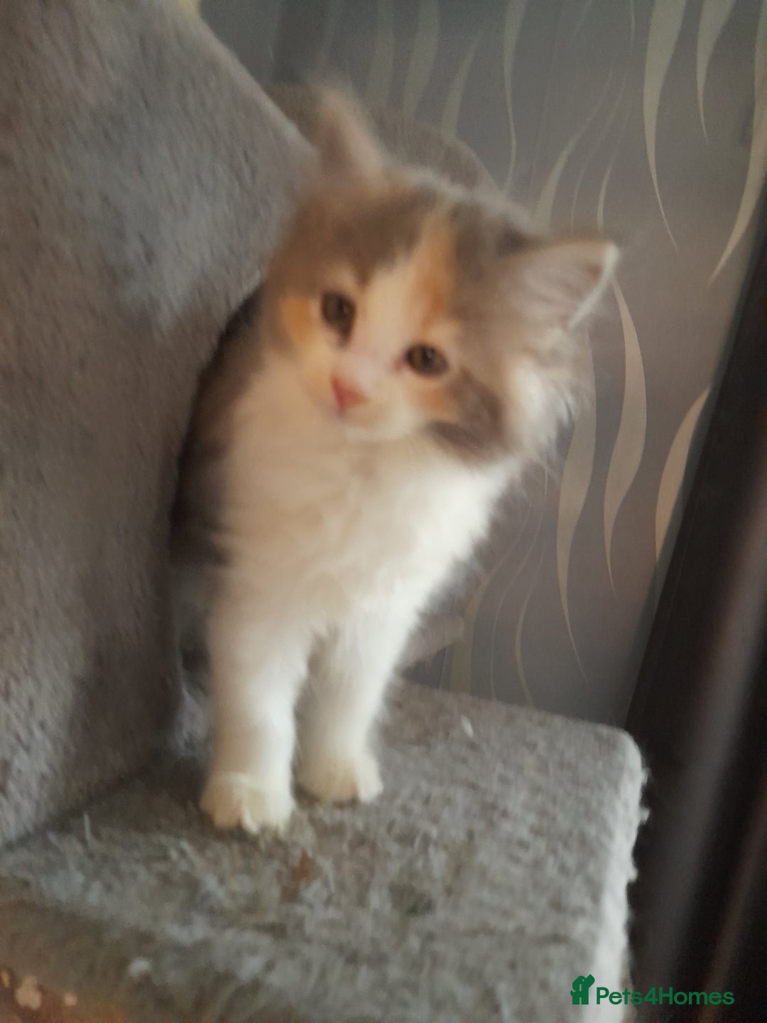 Ragcoon cats for sale: Stunning, and chunky ragcoons  - Image 20