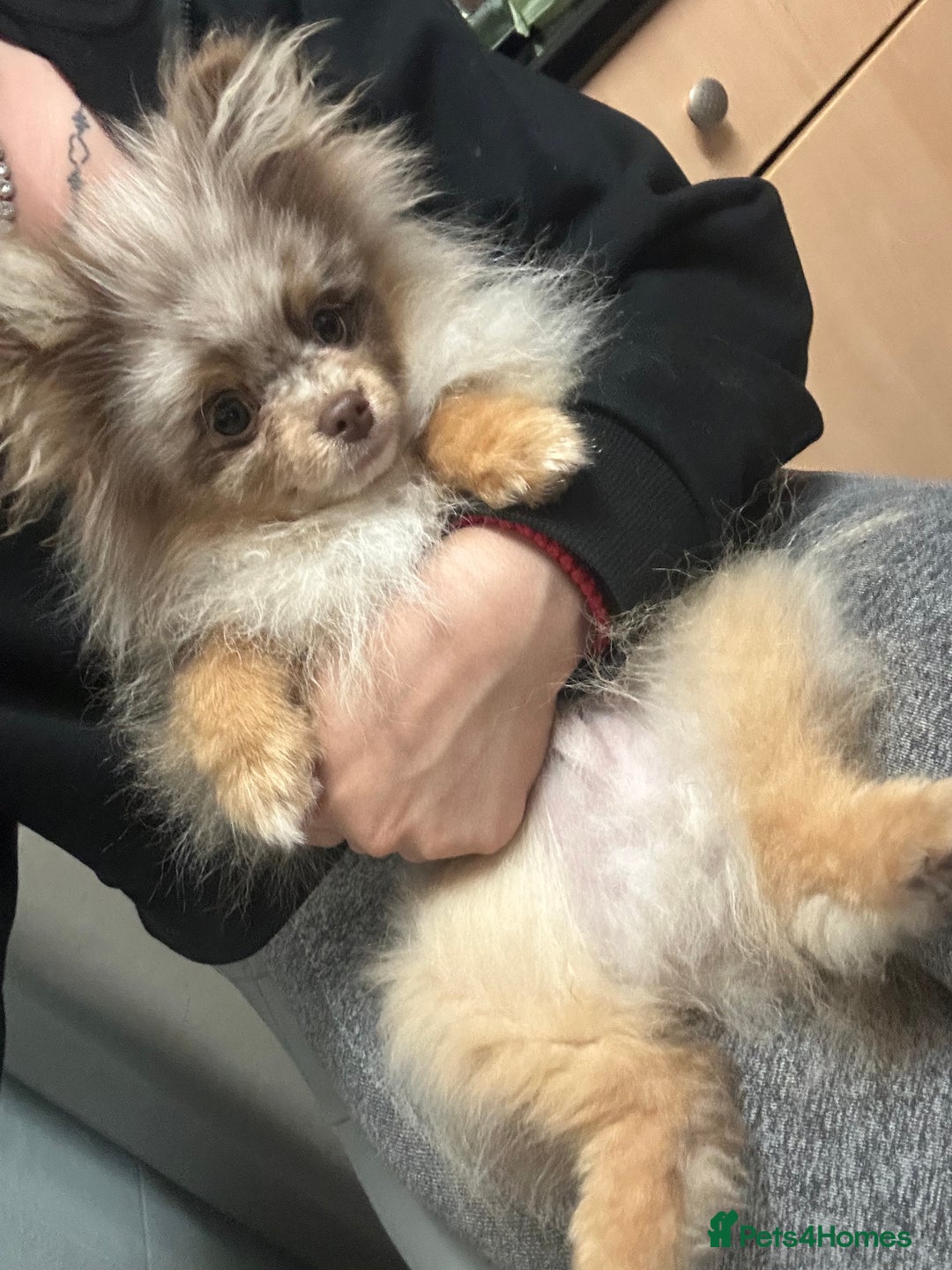 Pomeranian dogs for sale: Pomeranian Marle Puppies   in Newcastle upon Tyne - Image 9