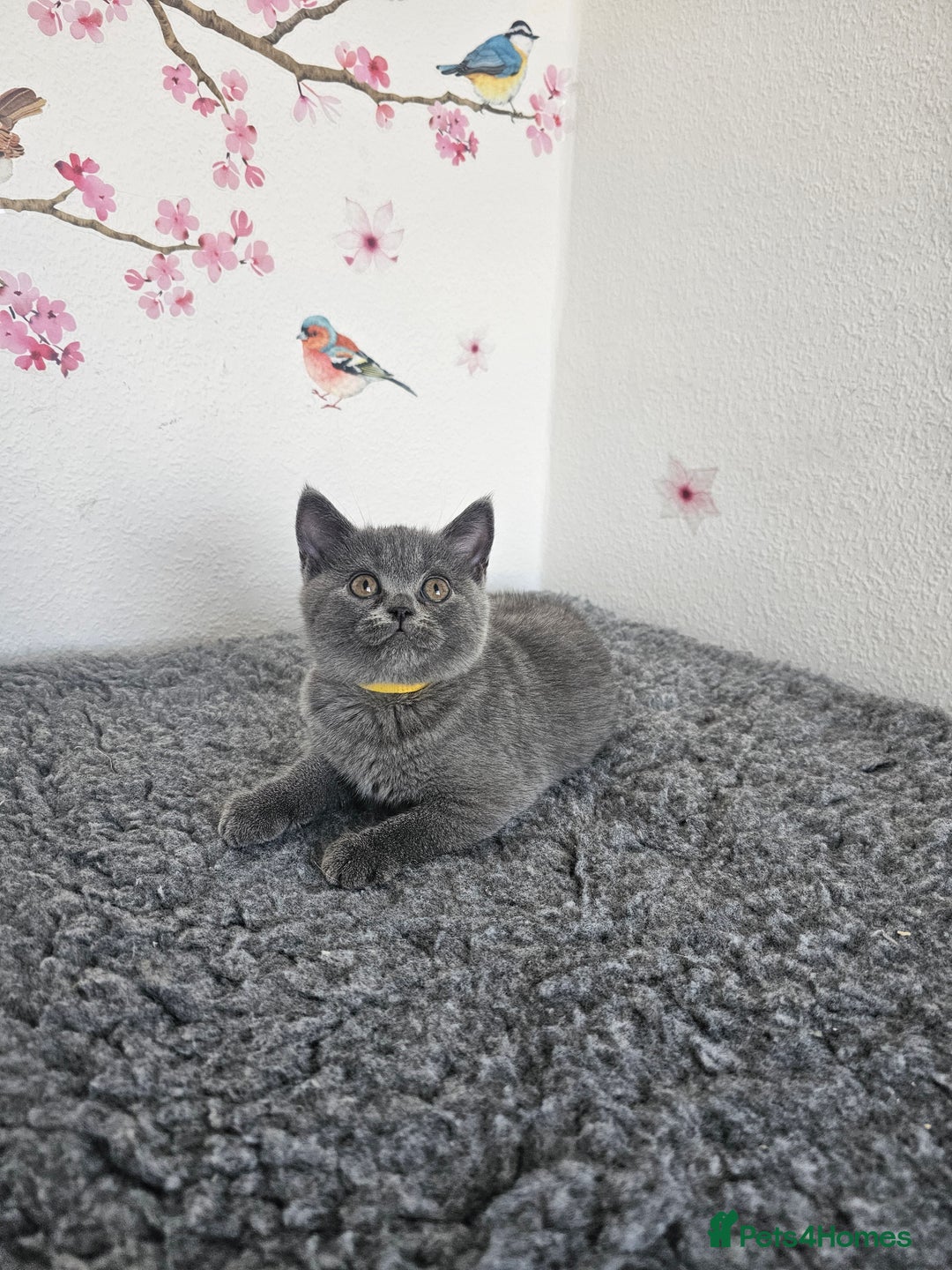 British Shorthair cats for sale: Gccf British Shorthair kittens  - Image 6