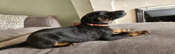 Mixed Breed dogs for sale: Beautiful black German shepherd x doberman  - Advert 17