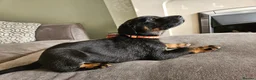 Mixed Breed dogs for sale: Ready to go !!! black German shepherd x doberman  - Advert 17