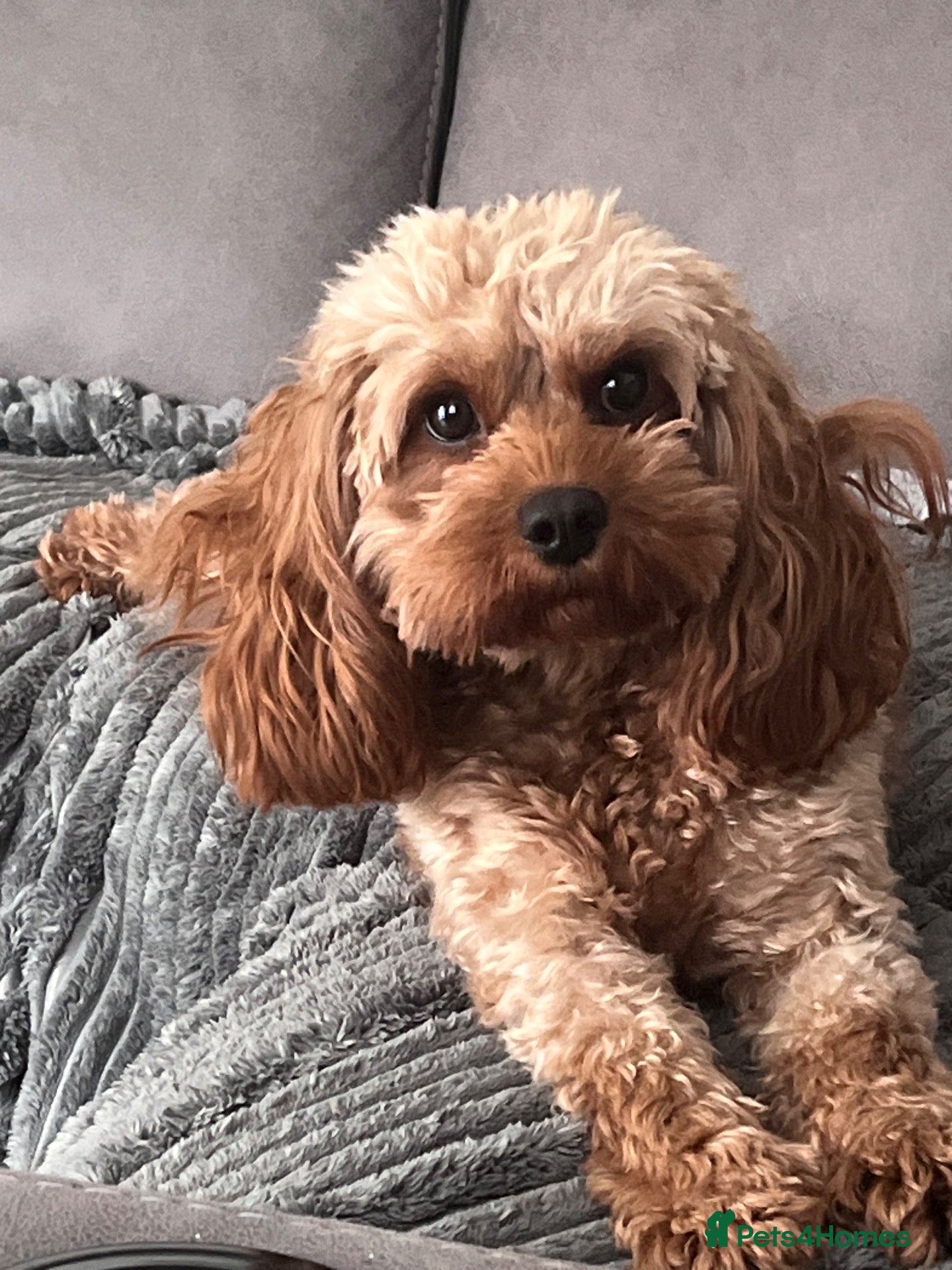 Cavapoo dogs Cavapoo F2  - Advert 6