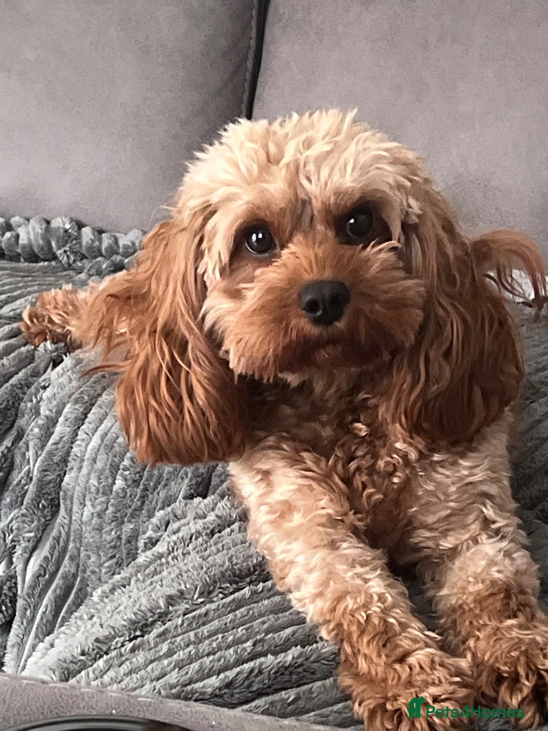 Cavapoo dogs for sale: Cavapoo F2  - Advert 1