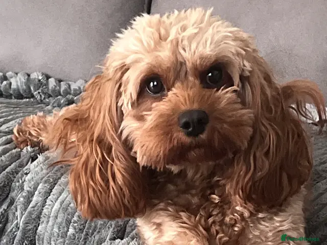 Cavapoo dogs for sale: Cavapoo F2 puppies now £1,600 - Advert 2