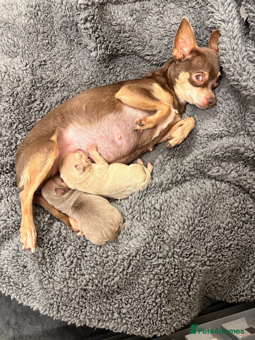 Chihuahua dogs for sale: Stunning Chihuahua Puppies!!  - Advert 2