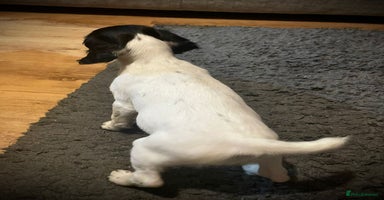 English Springer Spaniel dogs  Bw Springer spaniel puppies  - Advert 4