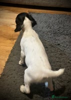 English Springer Spaniel dogs Bw Springer spaniel puppies - Advert 4