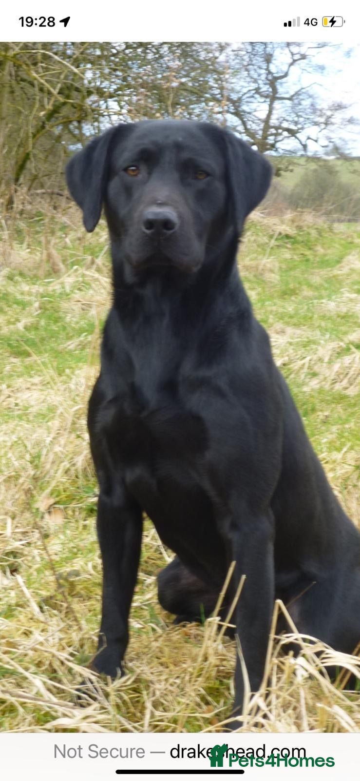 Labrador Retriever dogs DRAKESHEAD LABRADOR RETRIEVER - Advert 2