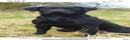 Labrador Retriever dogs for sale: DRAKESHEAD LABRADOR RETRIEVER - Advert 5