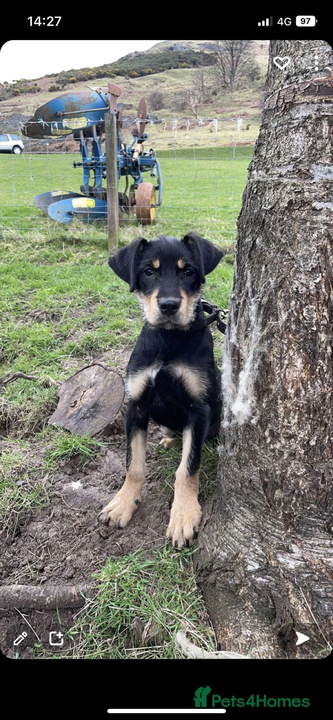 Mixed Breed dogs for sale: Collie x New Zealand hunt away  - Advert 6