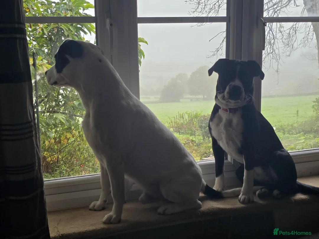 Mixed Breed dogs for sale: staffie, english bulldog, springer puppies in Ottery Saint Mary - Advert 12