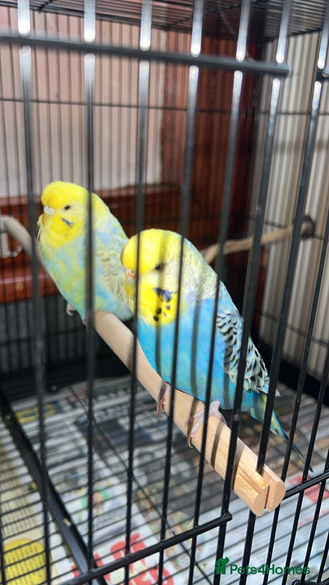 Budgerigars birds for sale: Budgies for sale 2 females with cage and food - Image 7