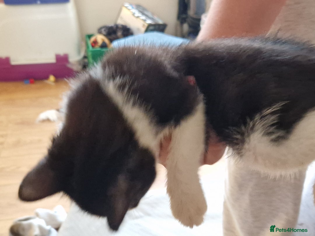 Mixed Breed cats for sale: ready to go - Image 11