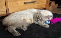 Ragdoll cats for sale: Bella looking for a new home - Image 6