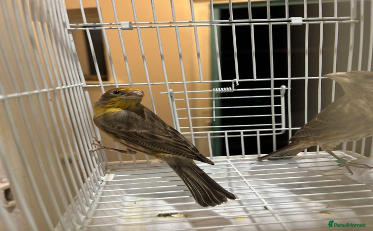 Parakeets birds - Advert 1