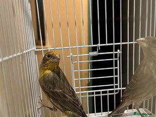 Parakeets birds - Advert 8