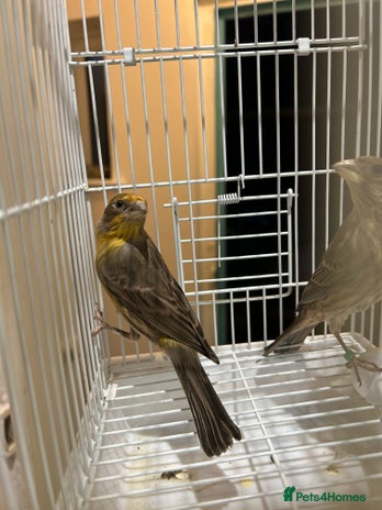 Parakeets birds - Advert 1