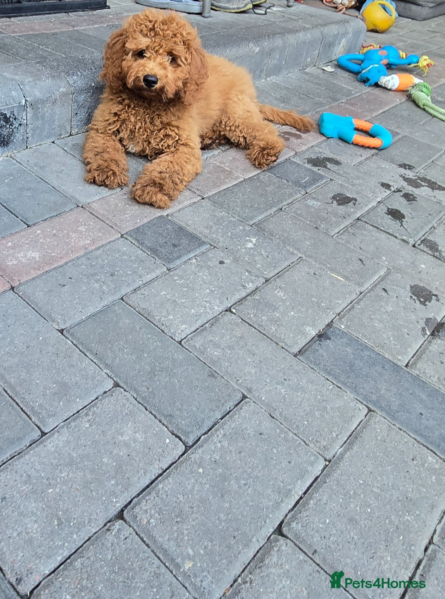 Cavapoo dogs Reduced LAST BOY cavapoo pup ready to leave  - Advert 2