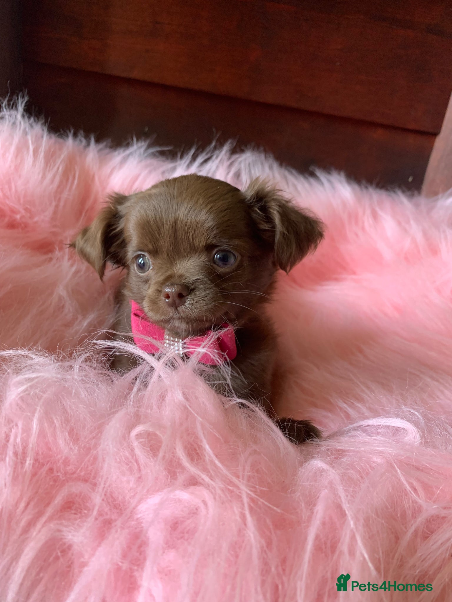 Chihuahua dogs 5* LICENSED KC Gorgeous Chihuahua GIRLS - Advert 4