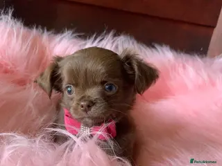 Chihuahua dogs 5* LICENSED KC Gorgeous Chihuahua GIRLS - Advert 4
