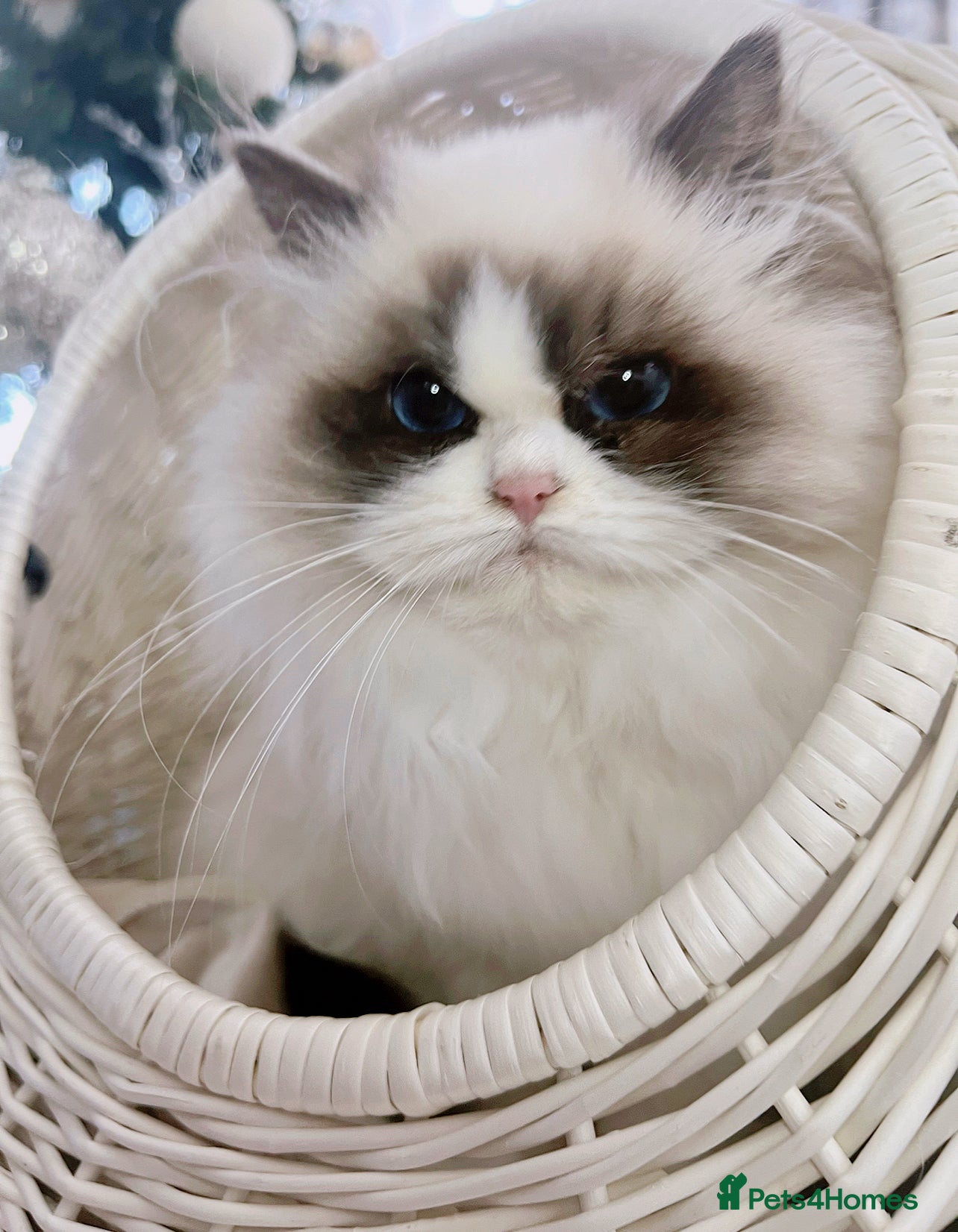 Ragdoll cats ⚜️ Available:Exquisite Ragdoll Kittens⚜️ - Advert 14