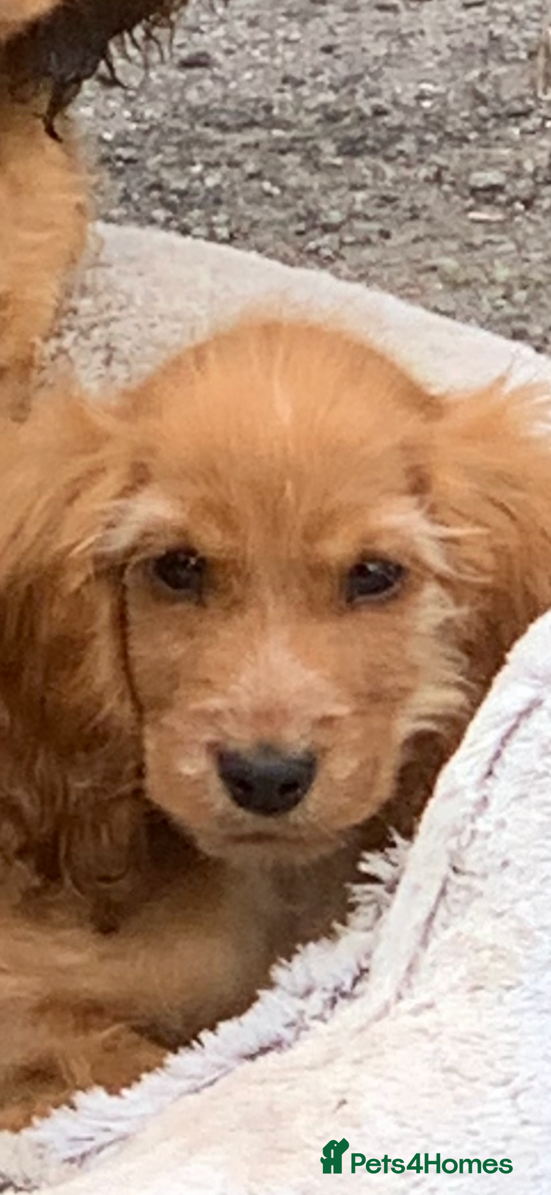 Cocker Spaniel dogs for sale: QUALITY KC SHOW COCKER SPANIEL PUPPIES - Image 18