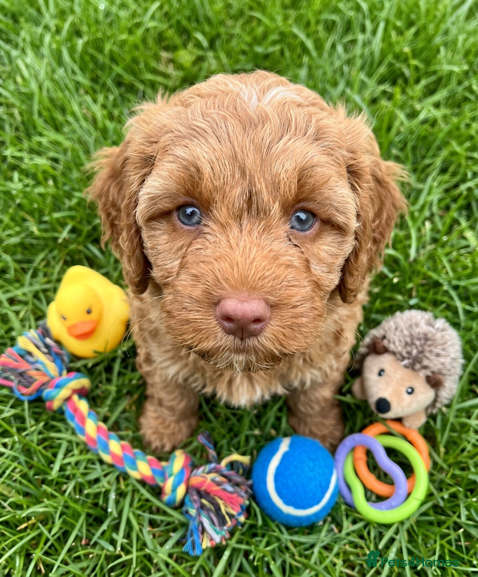Australian Labradoodle dogs ♥️Adorable girl Pup♥️Australian labradoodle - Advert 2
