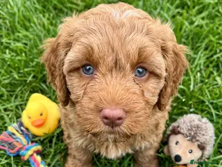 Australian Labradoodle dogs ♥️Adorable girl Pup♥️Australian labradoodle - Advert 2
