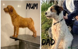 Lakeland Terrier dogs for sale: Lakeland terrier puppies  - Image 15