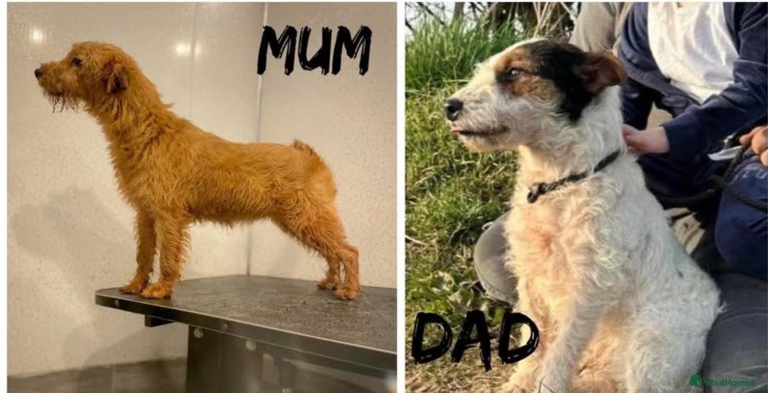 Lakeland Terrier dogs for sale: Lakeland terrier puppies  - Image 15