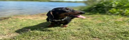 Miniature Dachshund dogs for sale: KC pedigree Mini Dachshund puppies - Advert 4