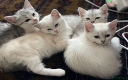 British Shorthair cats for sale: 4 Beautiful British short hair & Ragdoll kittens - Image 2