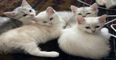 British Shorthair cats - Advert 2