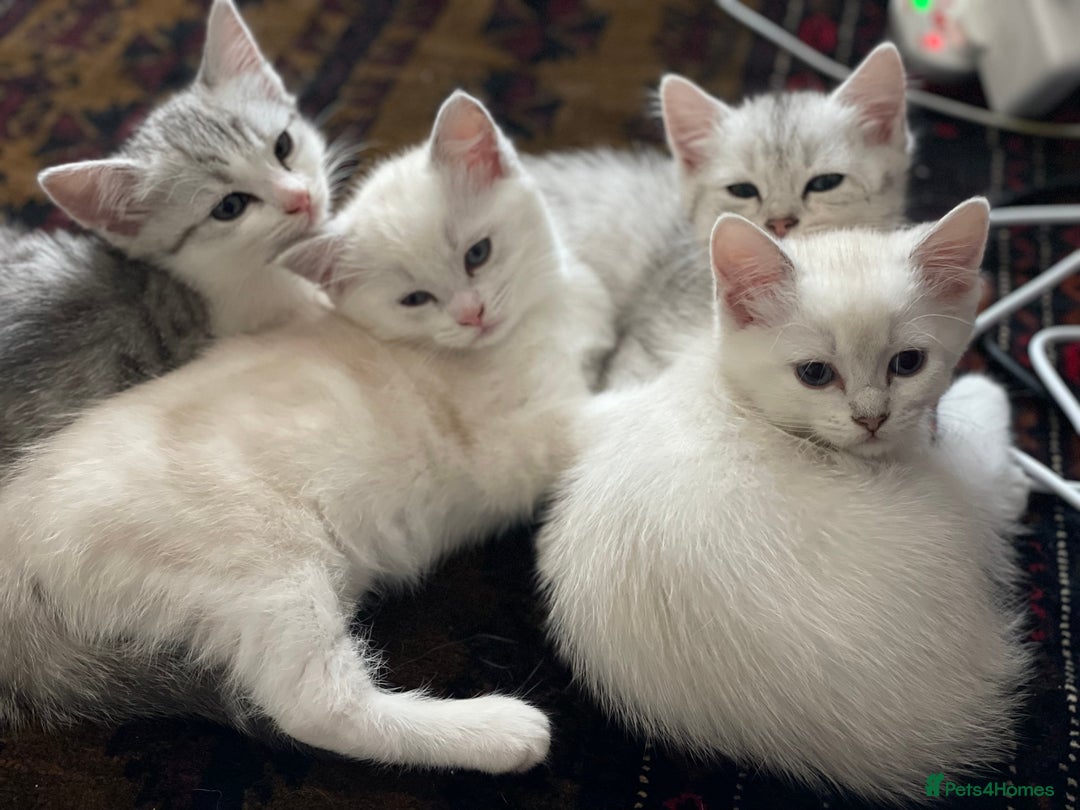 British Shorthair cats for sale: 4 Beautiful British short hair & Ragdoll kittens - Image 2