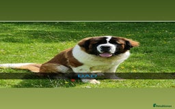Saint Bernard dogs for sale: Stunning kc Saint Bernard puppies  - Image 29