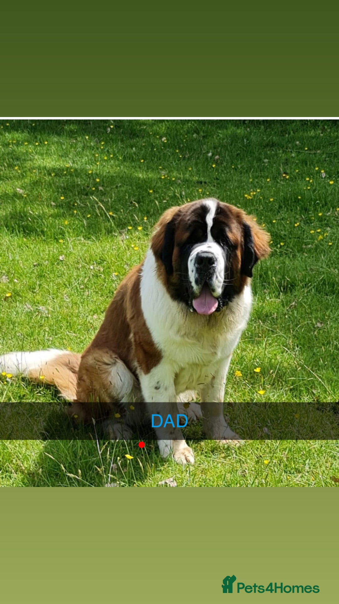 Saint Bernard dogs for sale: Stunning kc Saint Bernard puppies  - Image 29