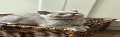 British Shorthair Grey Boy Light Blue Collar