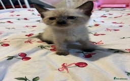 Siamese cats for sale: 3 stunning applehead Siamese kittens  - Image 13