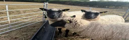Sheep livestock for sale: Pedigree Llanwenog Shearling Ewes  in Chepstow - Advert 4