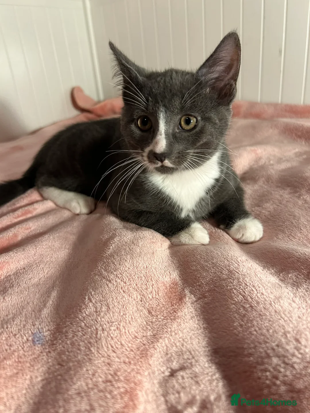 Mixed Breed cats for sale: Kittens - Advert 9