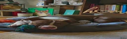 American Bully dogs for sale: Pet for home, 6months old pocket - Advert 1