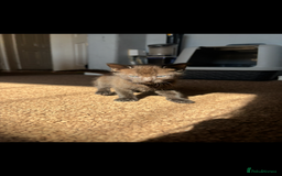 Domestic Shorthair cats for sale: 2 Gorgeous Kittens For Sale - NO TABBYS AVAILABLE  - Image 2
