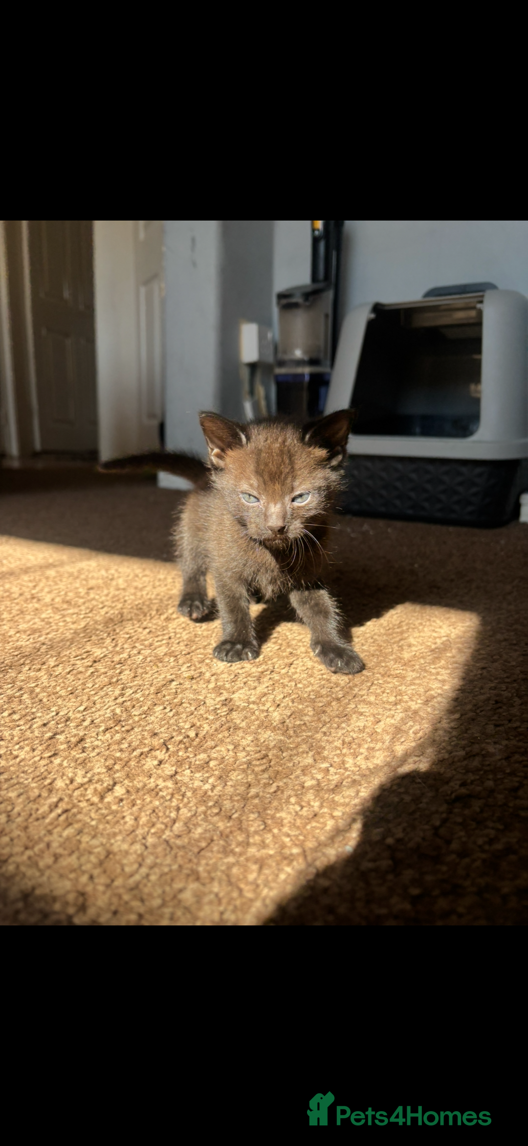 Domestic Shorthair cats for sale: 2 Gorgeous Kittens For Sale - NO TABBYS AVAILABLE  - Image 2