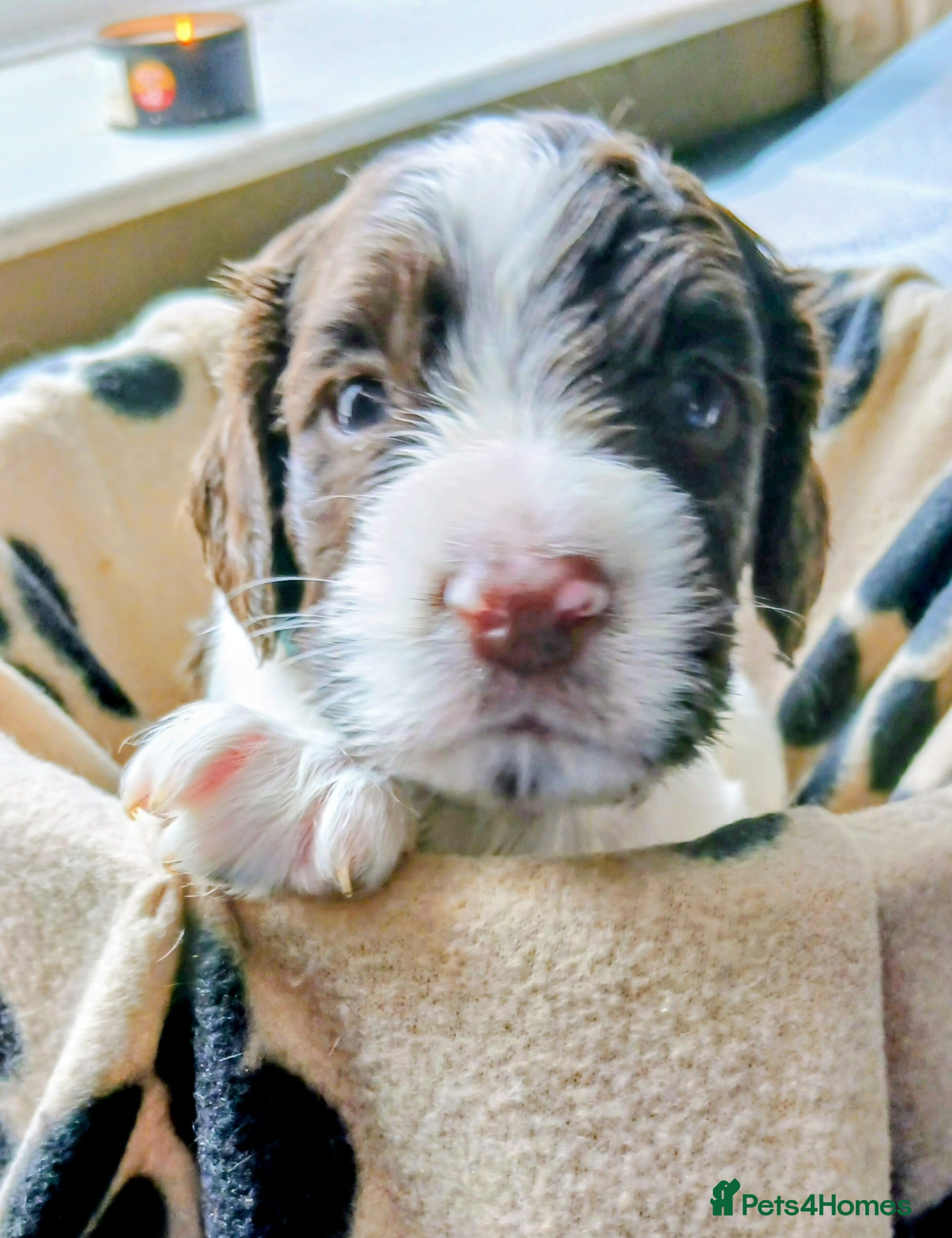 English Springer Spaniel dogs 8 x Healthy Springer Spaniel pups,ready 15/07/26 - Advert 2